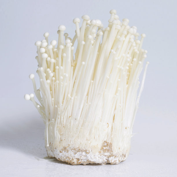 High Quality Whole sale Factory Direct Fresh Mushroom Enoki Mushrooms