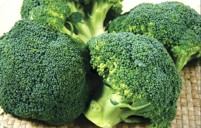 Fresh Broccoli export standard fresh vegetable