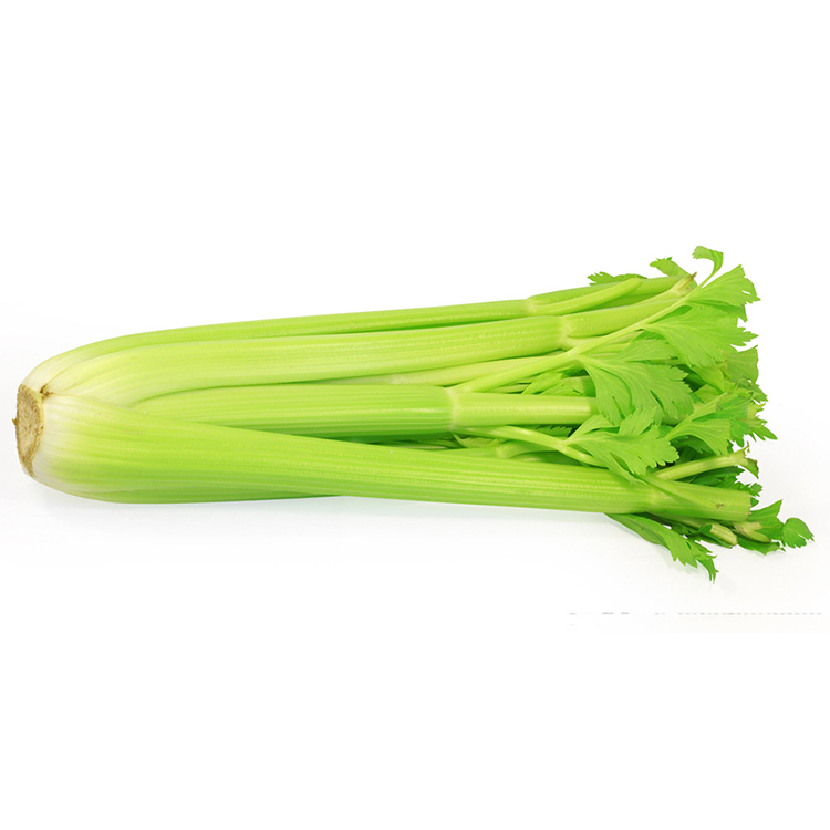 Fresh Green Celery with High Quality vegetable wholesale