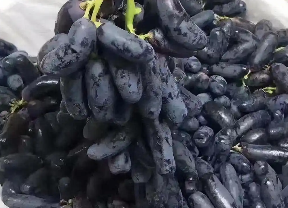 Sapphire Grapes